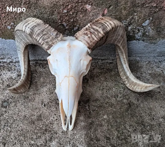 Череп от овен,коч.Рога.