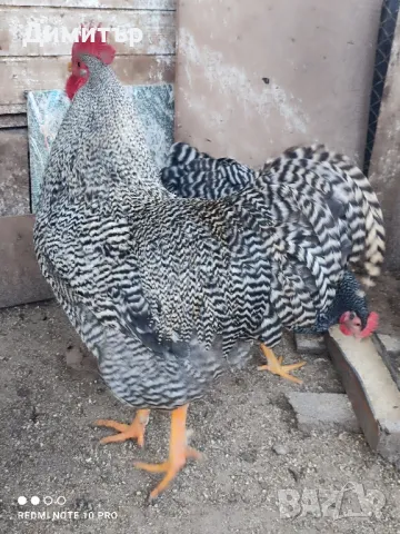 Разплодни яйца от Амрок 