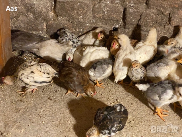 Селски пилета за месо и яйца