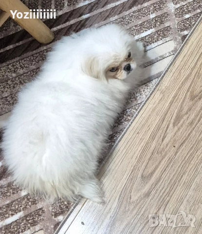 кралски пекинез момче, снимка 6 - Пекинез - 52804304