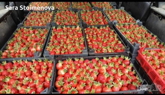 Разсад ягоди, снимка 4 - Разсади - 53970626