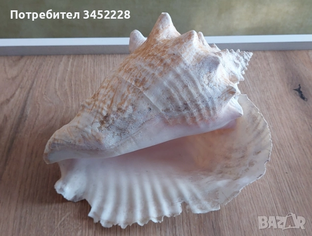 раковина голяма за ценители , снимка 5 - Декорация за дома - 51711876