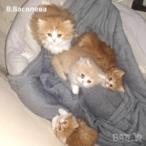 Персийски котета, снимка 7 - Персийска - 53958055