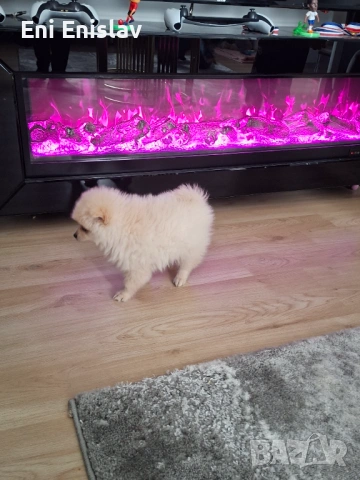 Померан шпиц на 2 месеца момиче, снимка 2 - Померан - 54101480