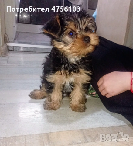 Продавам Йоркширско териерче