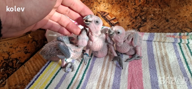 Папагали Синьочела амазона/бебета, снимка 2 - Папагали - 54095247