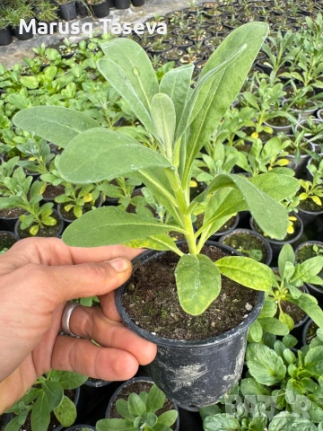 Шибой кичест , снимка 2 - Градински цветя и растения - 53818099