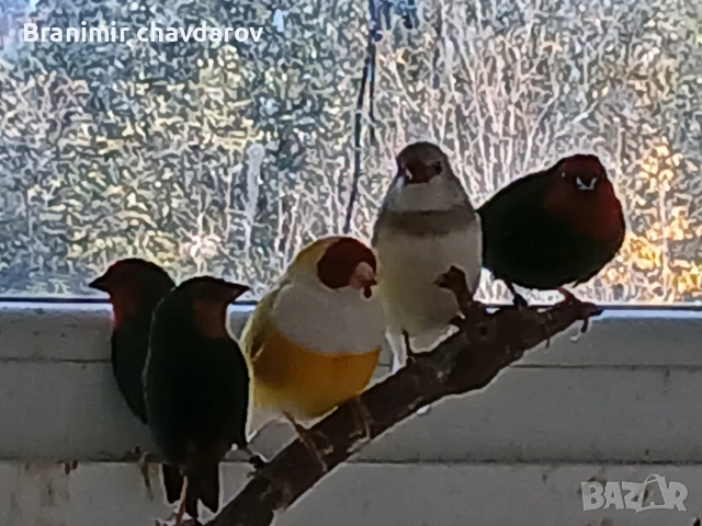 продавам амадини гулдови папагалови диямантени , снимка 5 - Амадини - 52564502