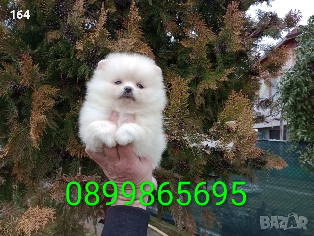 Женски мини Померан. Реални снимки от 10.02.26 г. , снимка 3 - Померан - 53472729