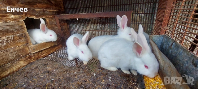 Зайци Цика за разплод-30 euro, снимка 2 - Други - 53255688