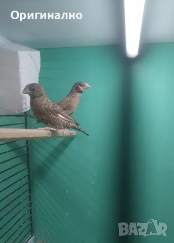 Амадини Канарчета , снимка 8 - Амадини - 49771329