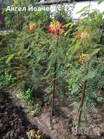 Цезалпиния - Райска птица, снимка 6 - Градински цветя и растения - 53849006