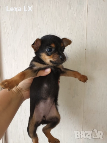кученца кръстоста мини пинчер/чихуахуа, снимка 4 - Пинчер - 52586271