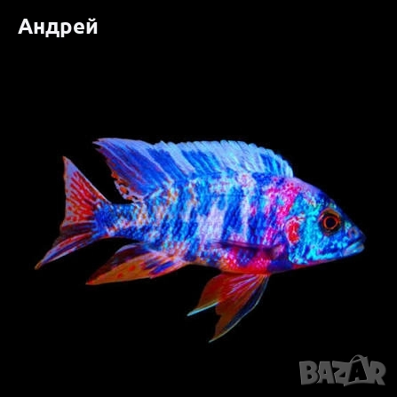 Аулонокара ОБ, снимка 2 - Рибки - 52747715