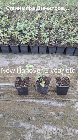 Разсад боровинки , снимка 7 - Разсади - 50801234