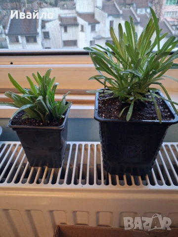 Еделвайс - Leontopodium alpinum