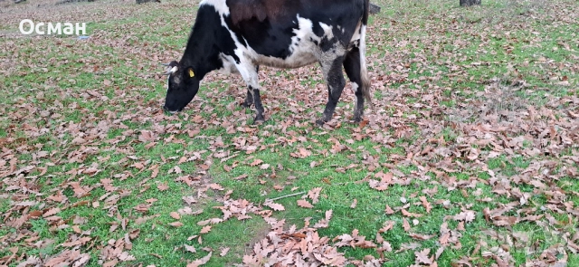 продавам крава бременна