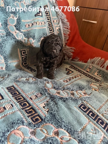 Той пудел момче , снимка 2 - Пудели - 53668540