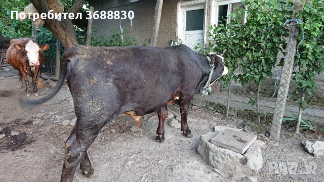 Телета за продан, снимка 1