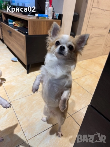 Търси партньор, снимка 3 - Чихуахуа - 52826527