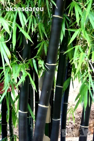 100 нови висококачествени семена Студоустойчив черен бамбук от САЩ за Декорация на дома и Градината , снимка 7 - Сортови семена и луковици - 49728001