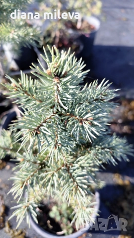 Сребрист смърч, Picea pungens 'Misty Blue', снимка 10 - Градински цветя и растения - 52436705