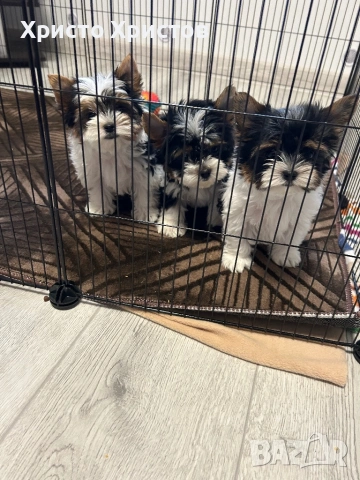 Бивер йоркширски териер, снимка 4 - Йоркширски териер - 54164009