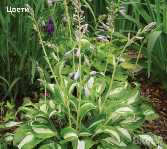 Продавам хоста , снимка 3 - Градински цветя и растения - 54166836