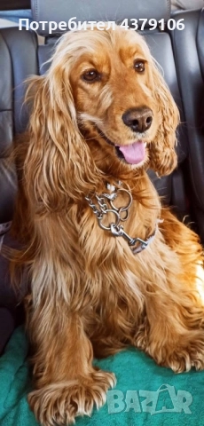 Кокер шпаньол родословен баща момче, снимка 3 - Кокер шпаньол - 52912435