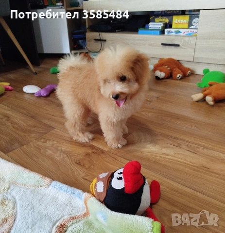 Мини пудел момченце , снимка 6 - Пудели - 54015251