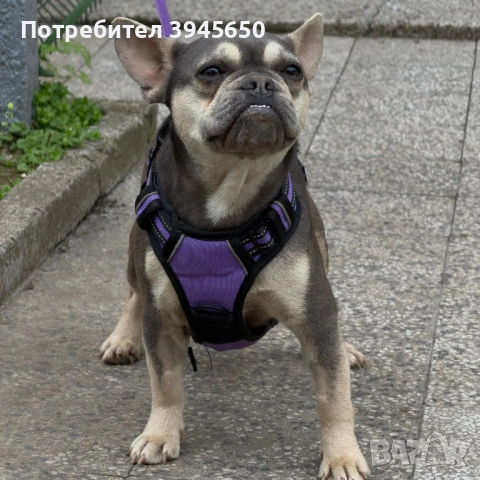Blue&Tan френски булдог , снимка 3 - Френски булдог - 54029910