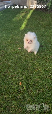 мъжко померанче,померан, снимка 3 - Померан - 52774921