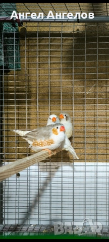 зеброви амадини , снимка 8 - Амадини - 53338889