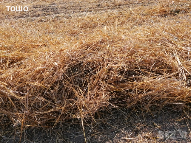 царевица, бали пшеничена и овесена слама, люцерна. трева, сено. , снимка 5 - Коне - 53581872