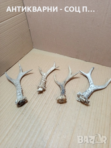 Комплект Стари Малки Рога. НОМЕР 726.