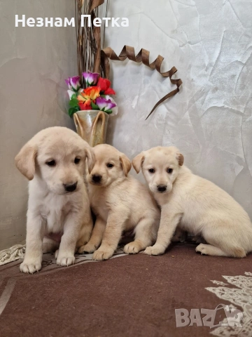 лабрадор ретривър