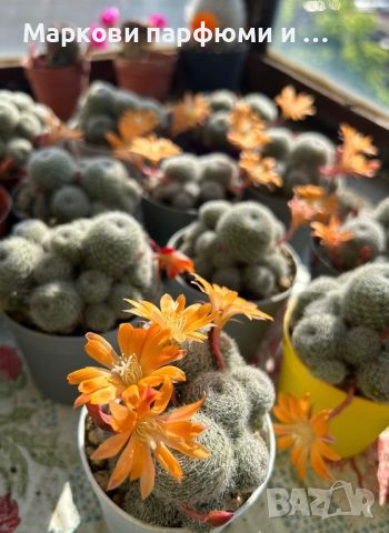 Кактуси Rebutia cv. Sunrise (Orange Flower), 22 лв, снимка 1 - Градински цветя и растения - 45584506