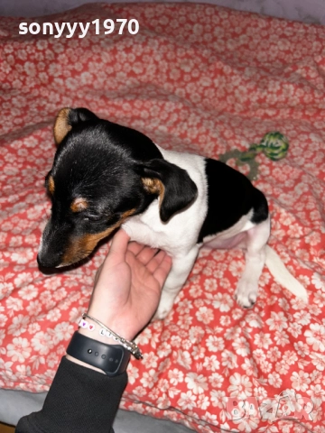 ДЖАК С ВСИЧКИ ВАКСИНИ И ПАСПОРТ 2711250951