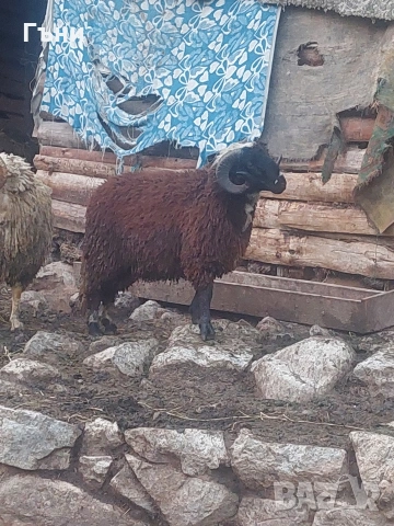 коч кочове овце , снимка 8 - Овце - 53624150