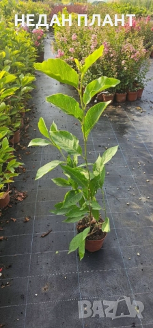 Магнолия (сортове), снимка 2 - Градински цветя и растения - 51662287