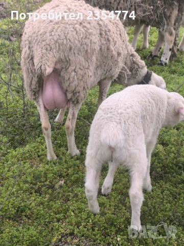 овце с агнета