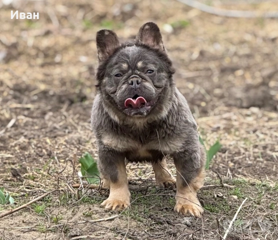 Френски Булдог, снимка 11 - Френски булдог - 53140354