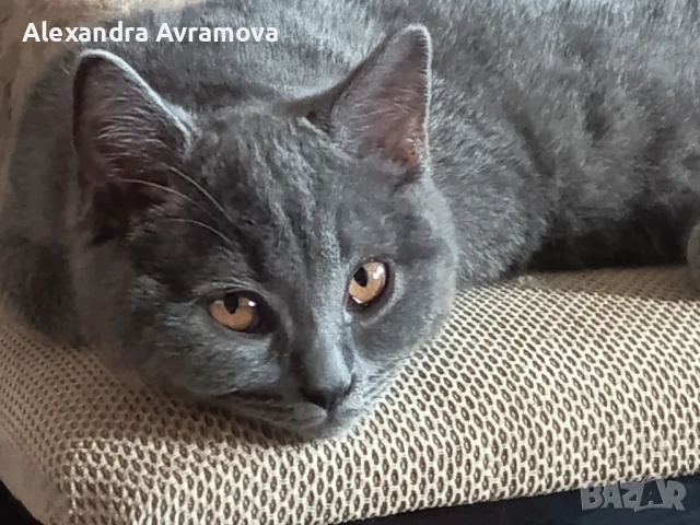 Младеж британец Варна, снимка 1