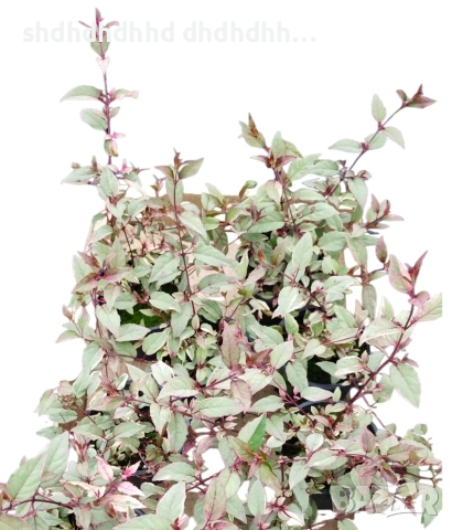 Фуксия студоустойчива градинска и Каскадна едроцветна фуксия , снимка 17 - Градински цветя и растения - 54231805