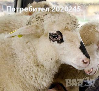 Продавам Агнета 30/35кг, снимка 1 - Овце - 46262160