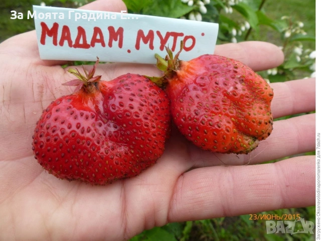 Ягода - Мадам Муто