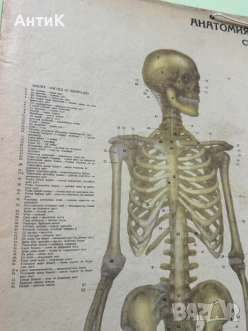 Соц Анатомични Медицински Плакати, снимка 3 - Антикварни и старинни предмети - 51384957