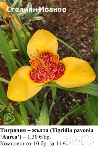Тигридия – жълта (Tigridia pavonia ‘Aurea’) - луковици
