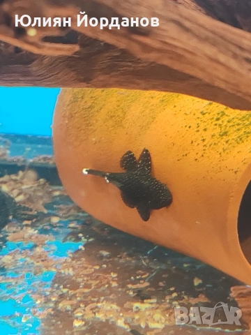 Звезден анциструс, снимка 2 - Рибки - 53611618