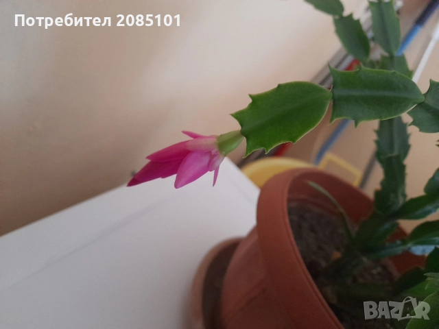 Коледниче, снимка 3 - Стайни растения - 52539915